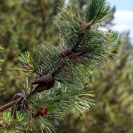 Дом отдыха 0021-romo-ringvejen-74 Lakolk