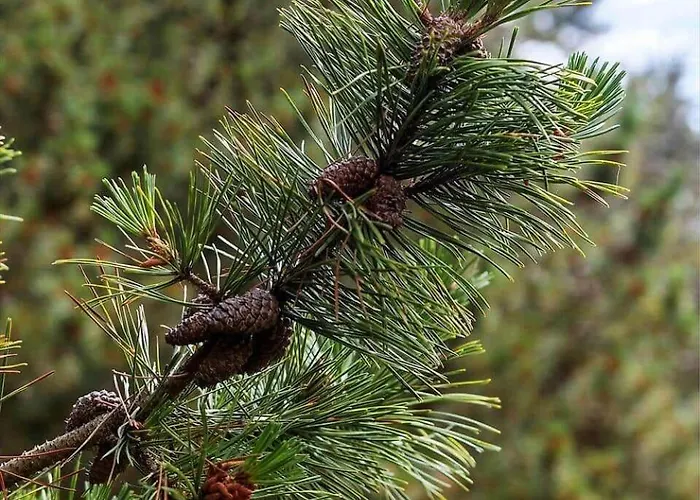 0021-romo-ringvejen-74 *